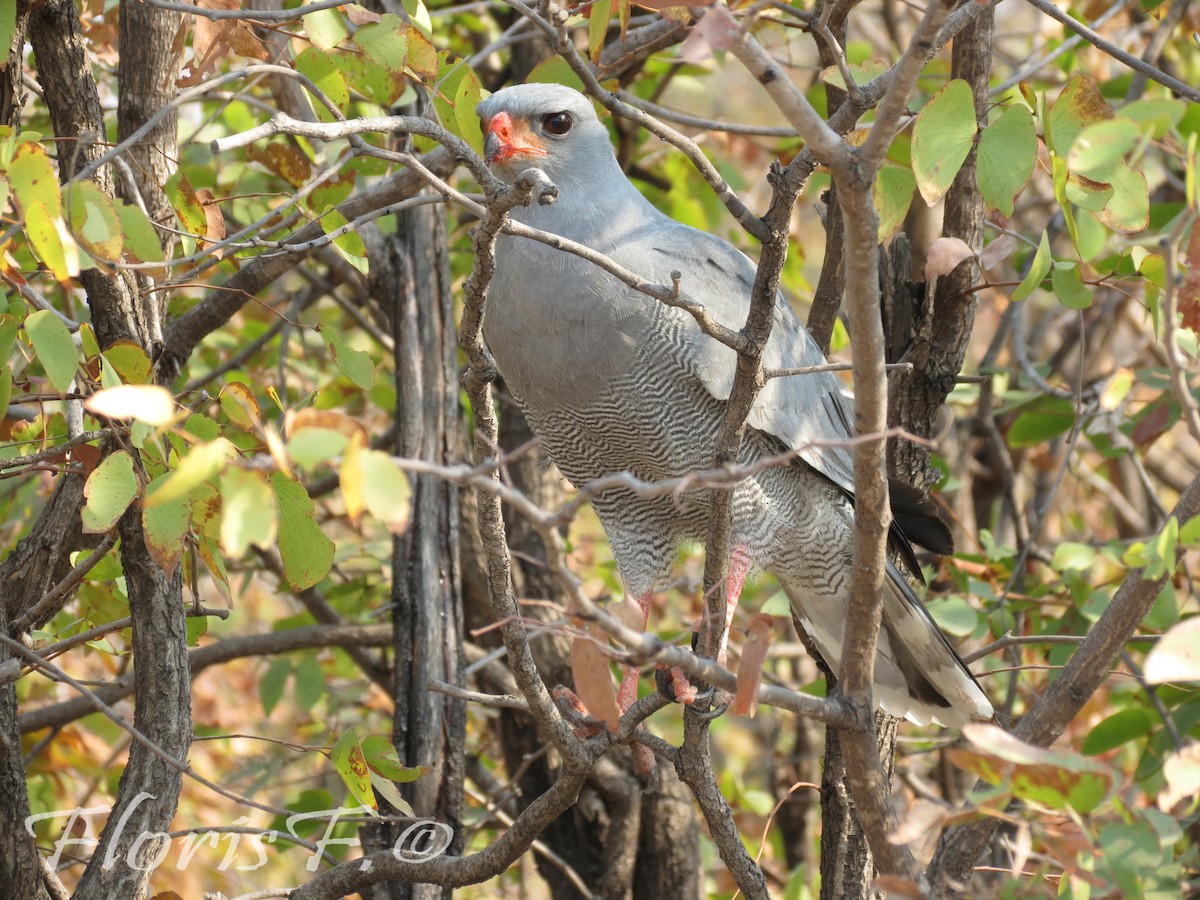 Pale Chanting-Goshawk - ML706443