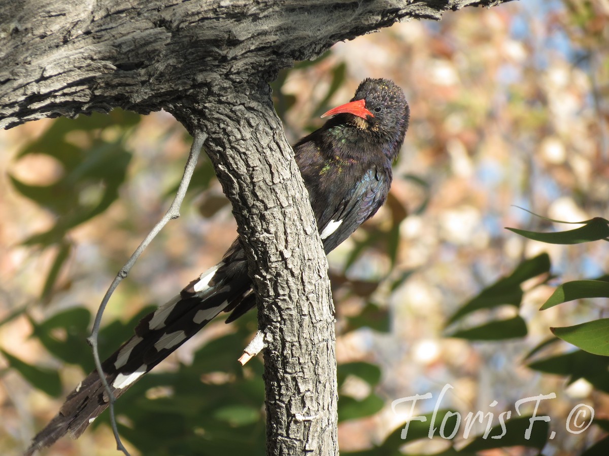 Violet Woodhoopoe - ML706444