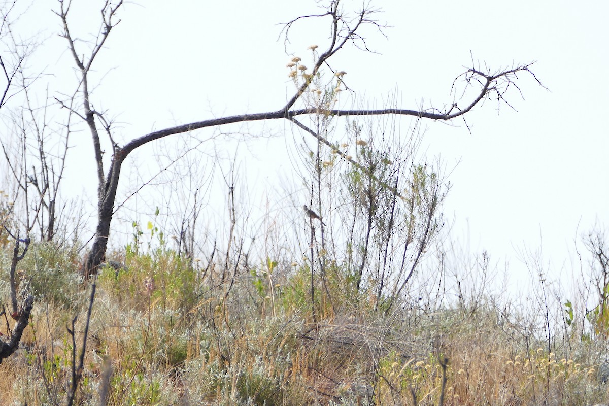 Tinkling Cisticola - ML70644651