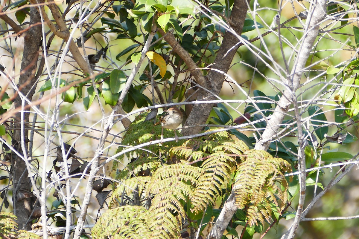 Wailing Cisticola - ML70644781