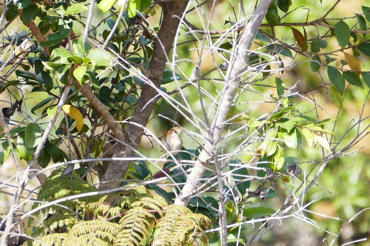 Wailing Cisticola - ML70644791