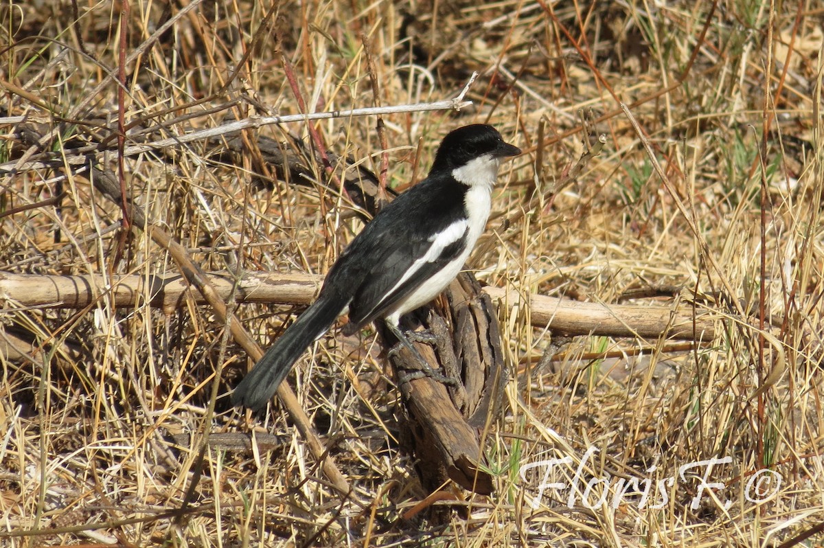 Gabon Boubou - ML706448