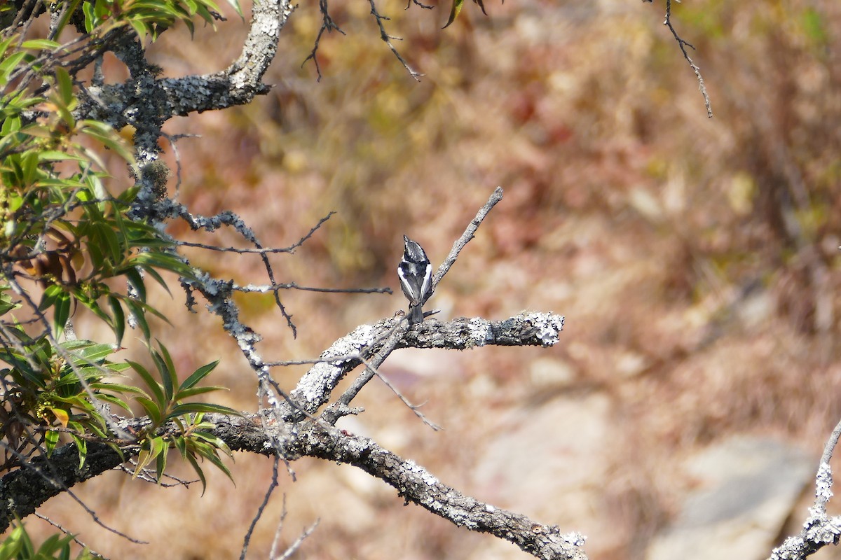 Chinspot Batis - ML70644921