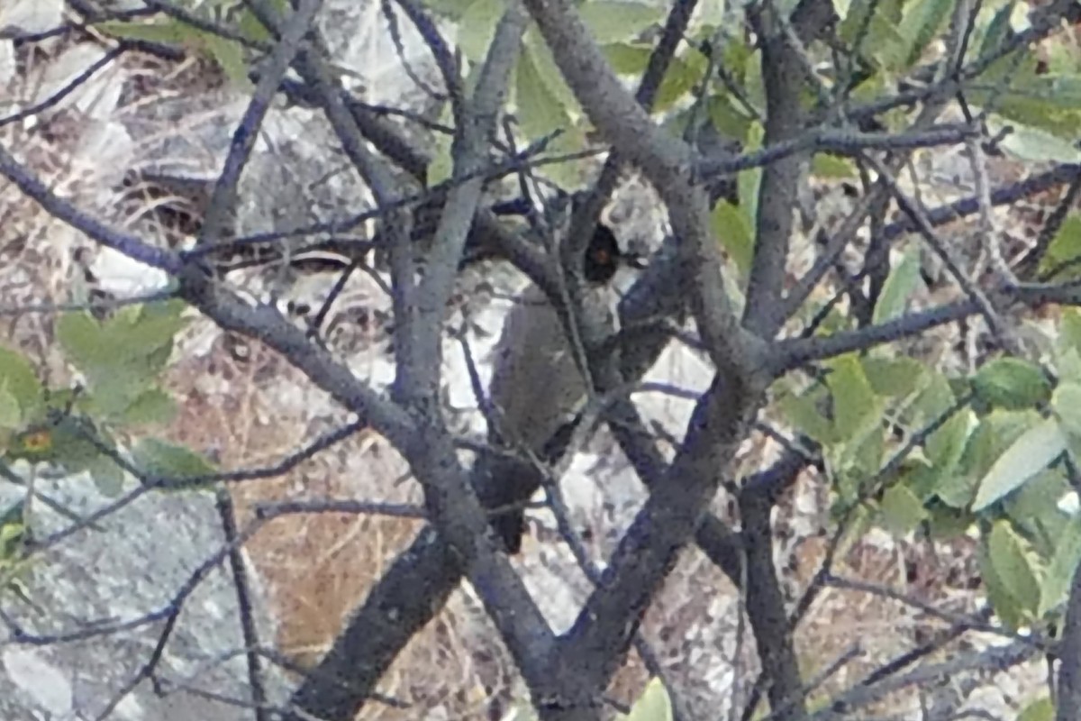 Black-fronted Bulbul - ML70645041