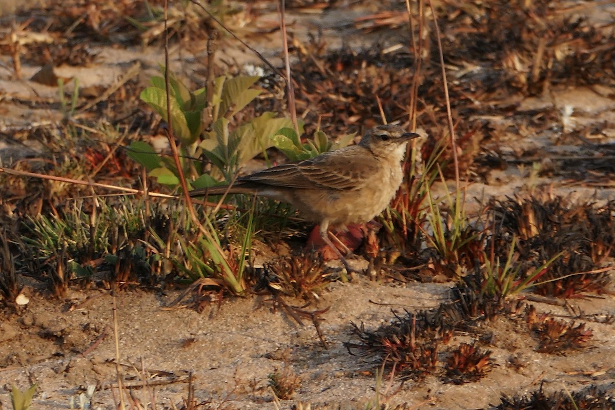 Buffy Pipit - Peter Kaestner