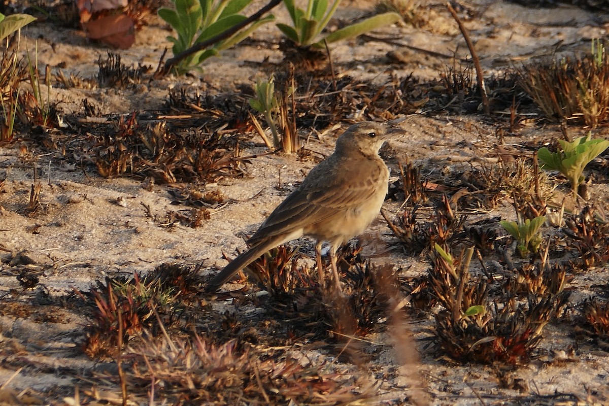 Buffy Pipit - ML70645751