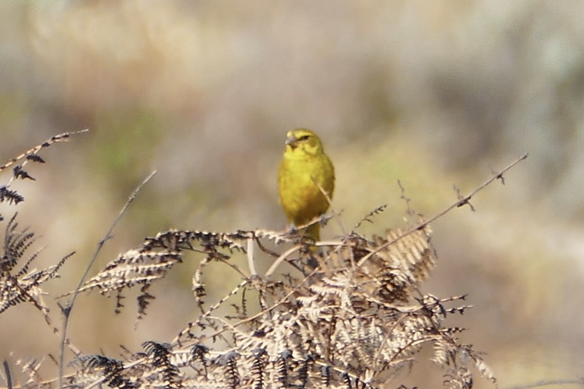 Yellow Canary - Peter Kaestner