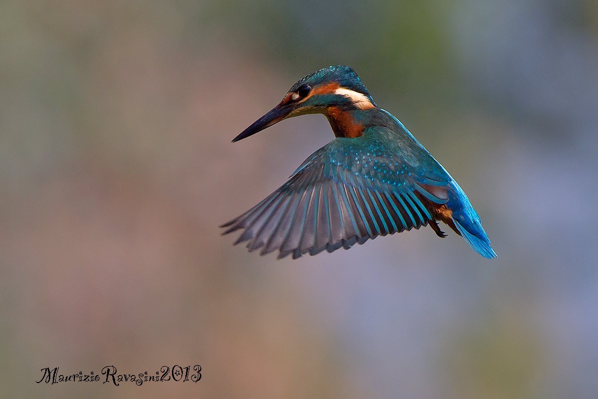 Common Kingfisher - ML706466