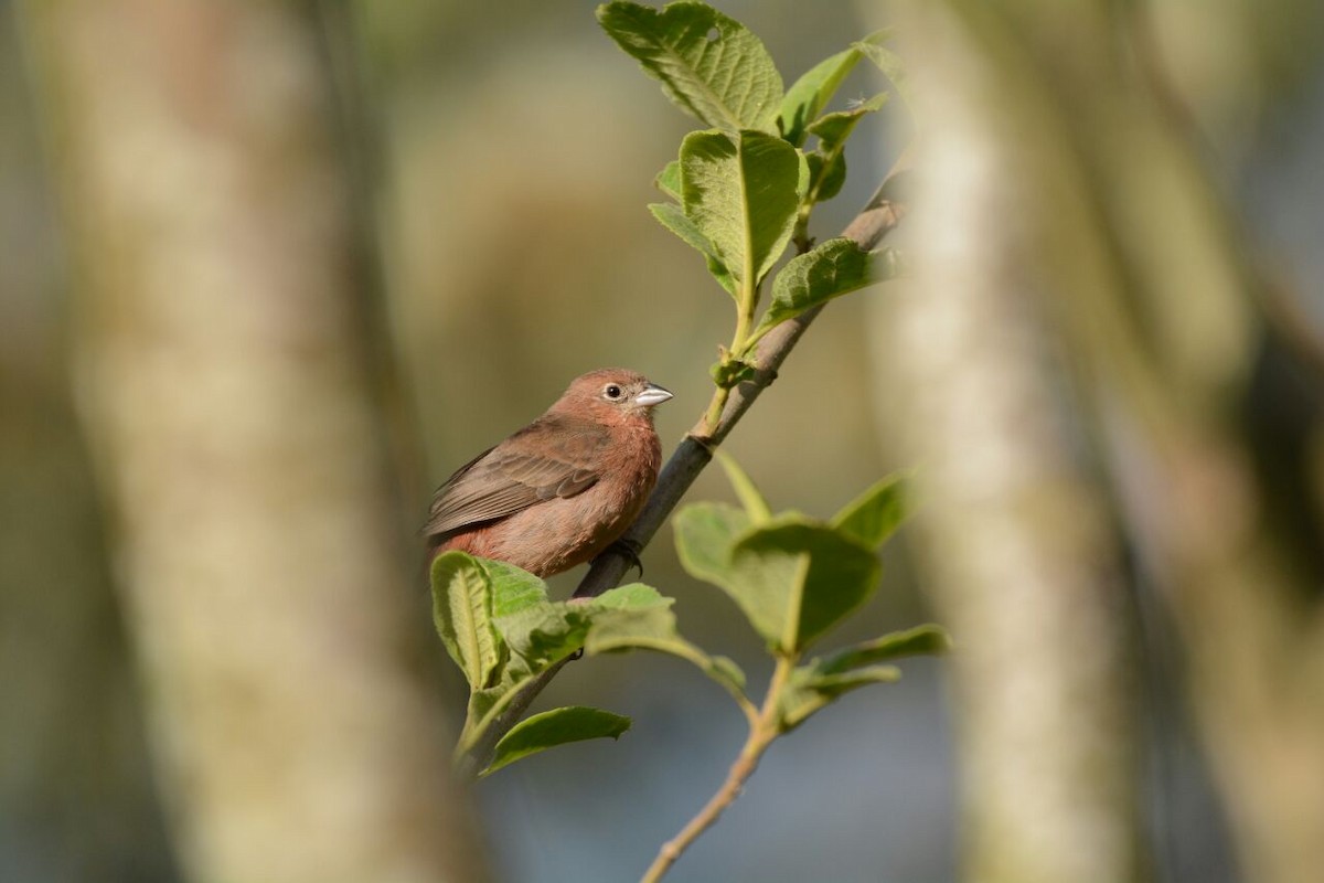 Red-crested Finch - Steve Sánchez - Kuntur Birding - COAP