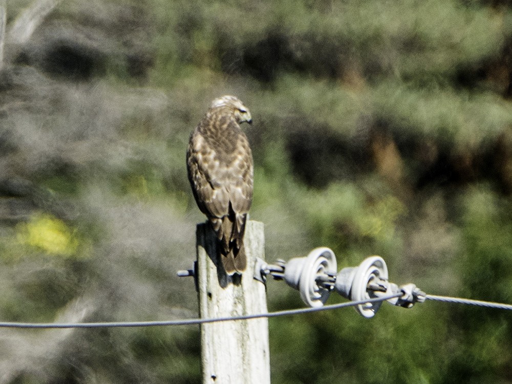 Red-shouldered Hawk - ML70647691