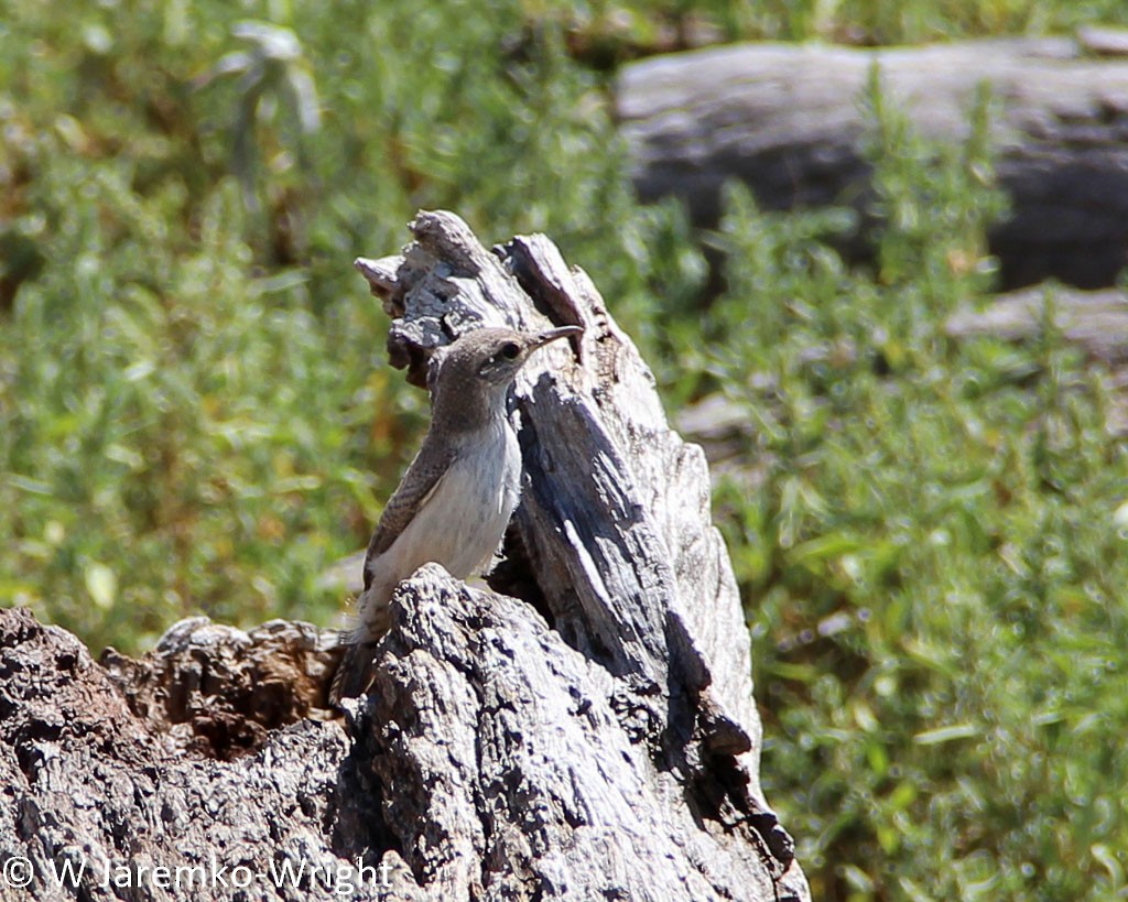 Rock Wren - ML70647881