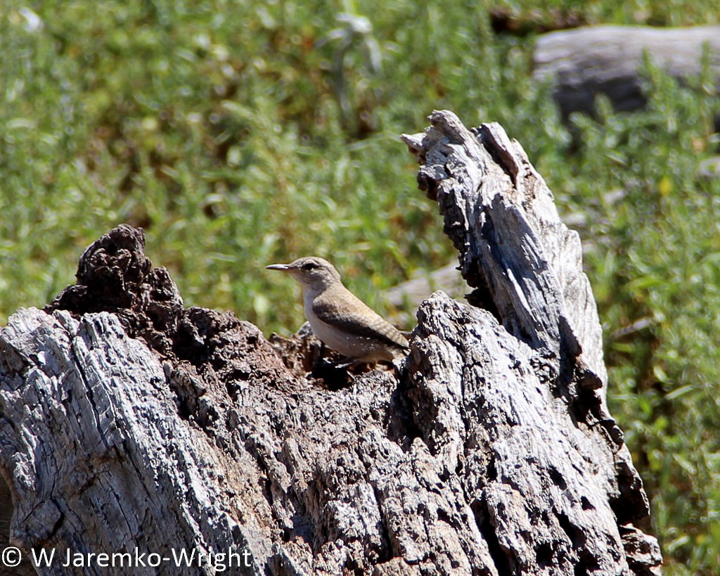 Rock Wren - ML70647891