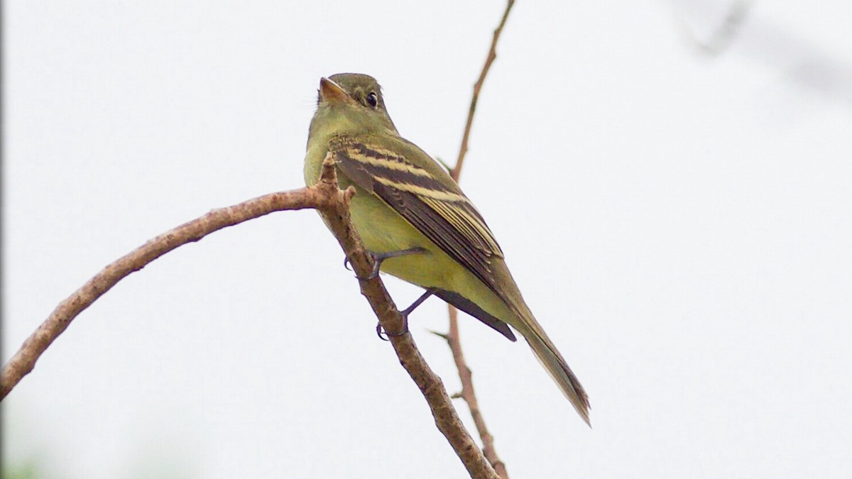 Acadian Flycatcher - ML70650291