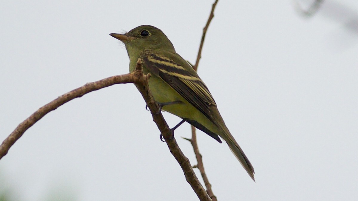 Acadian Flycatcher - ML70650311