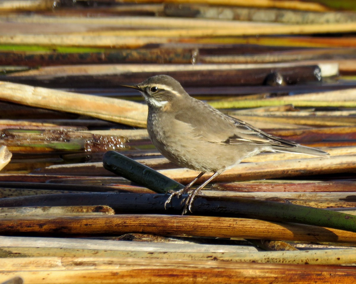 Buff-winged Cinclodes - ML70652751