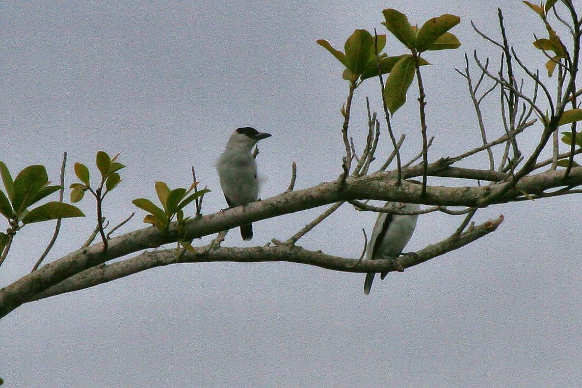 Black-crowned Tityra - ML70652761