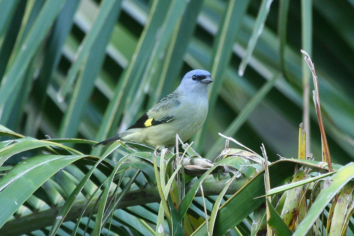 Yellow-winged Tanager - Jonathan Plissner