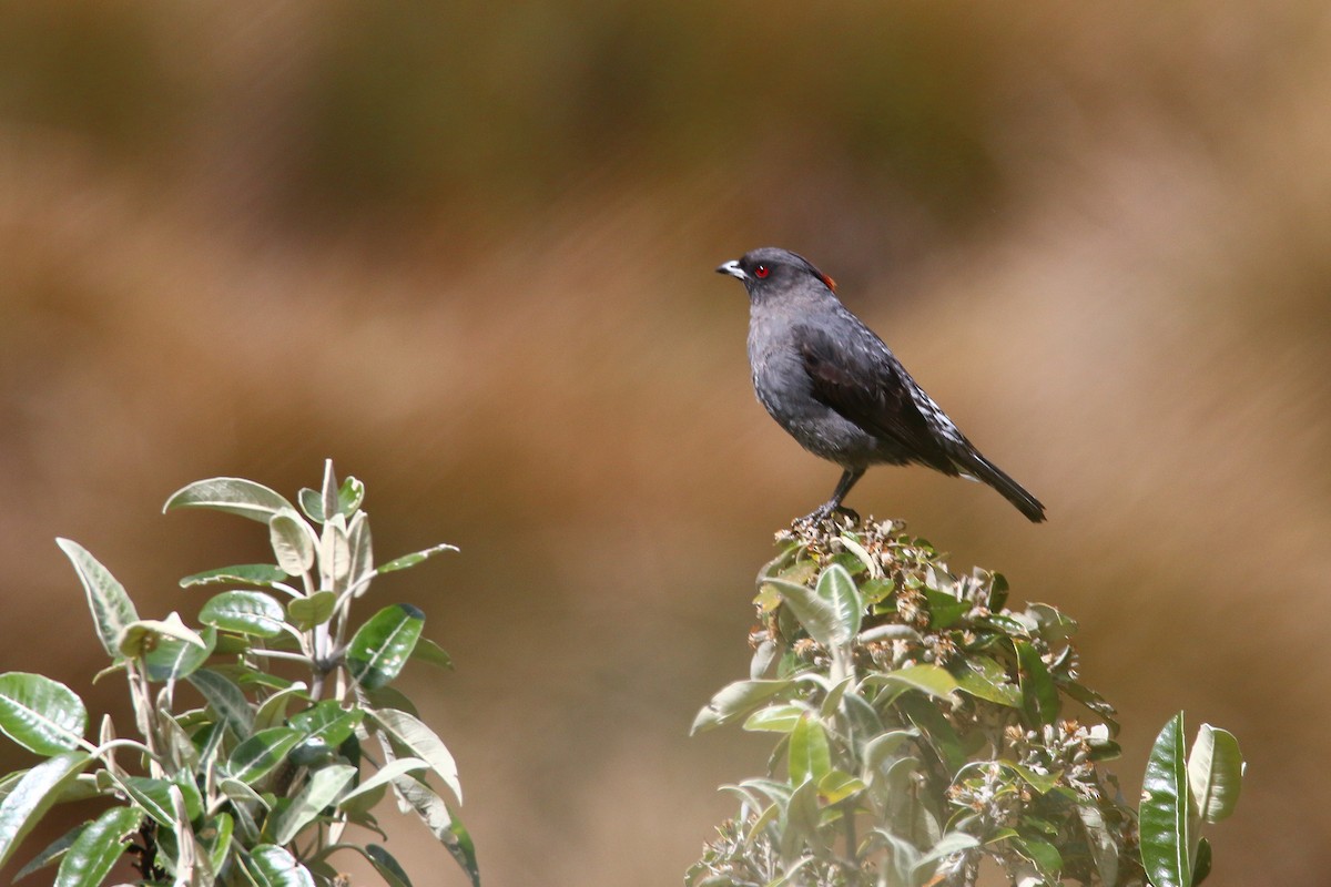 Red-crested Cotinga - ML70654841