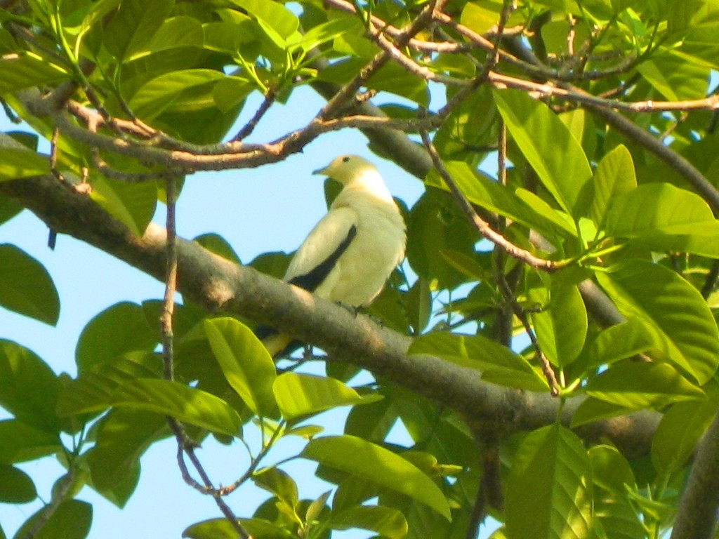 Pied Imperial-Pigeon - ML706572