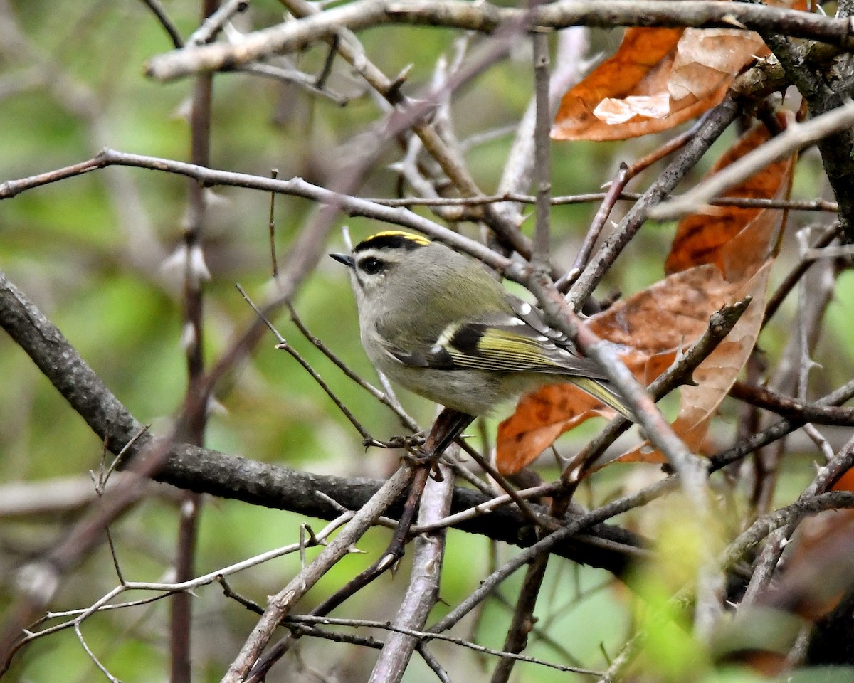 Golden-crowned Kinglet - Dorrie Holmes