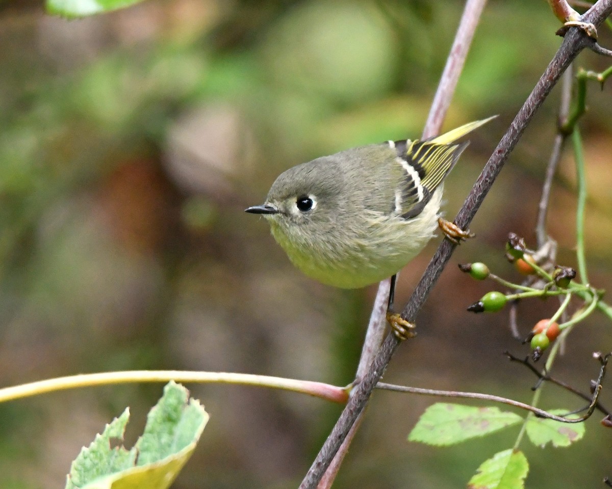 Ruby-crowned Kinglet - Dorrie Holmes