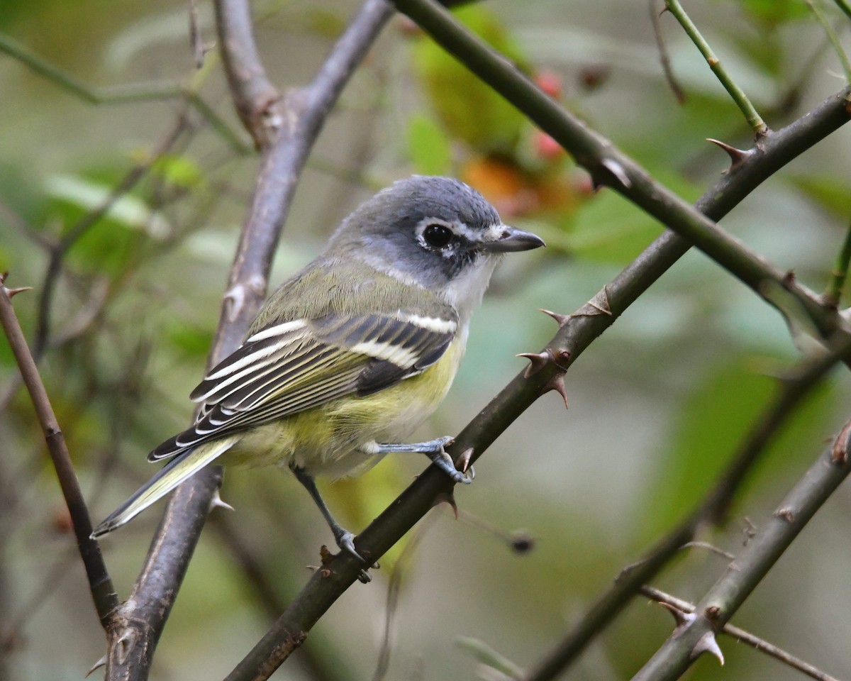 Vireo Solitario - ML70658081