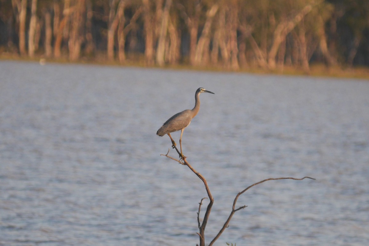 White-faced Heron - Frank Coman