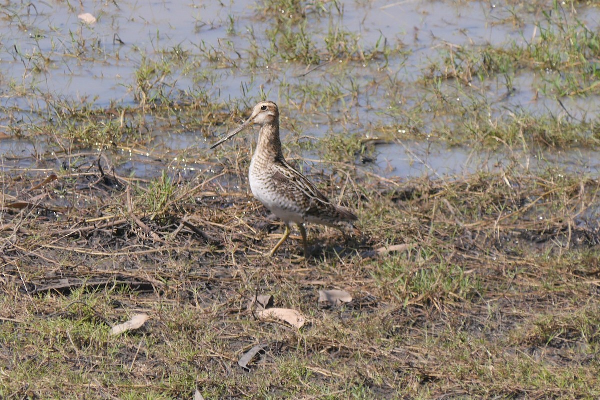 Latham's Snipe - ML70659191