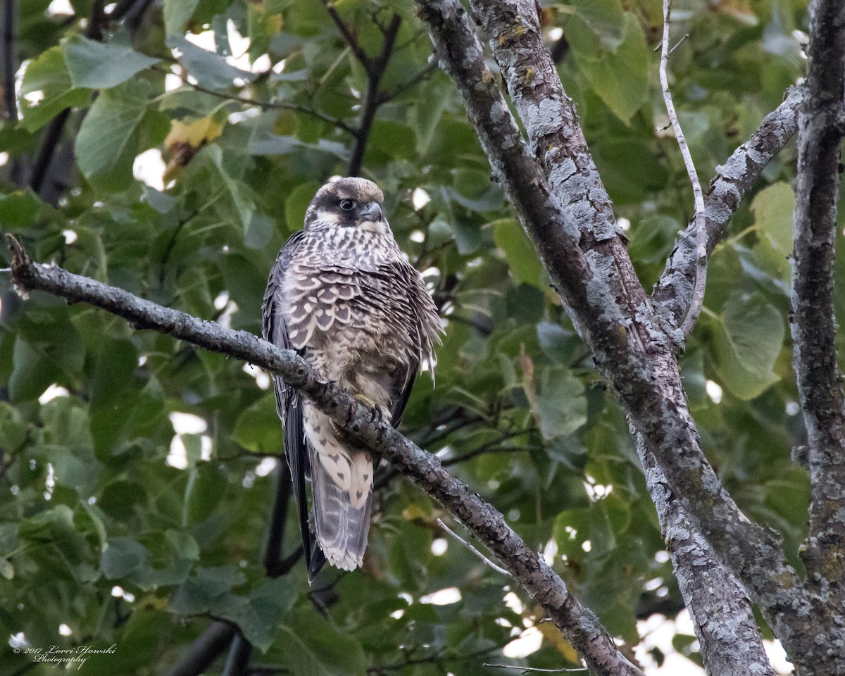 Peregrine Falcon - Lorri Howski 🦋