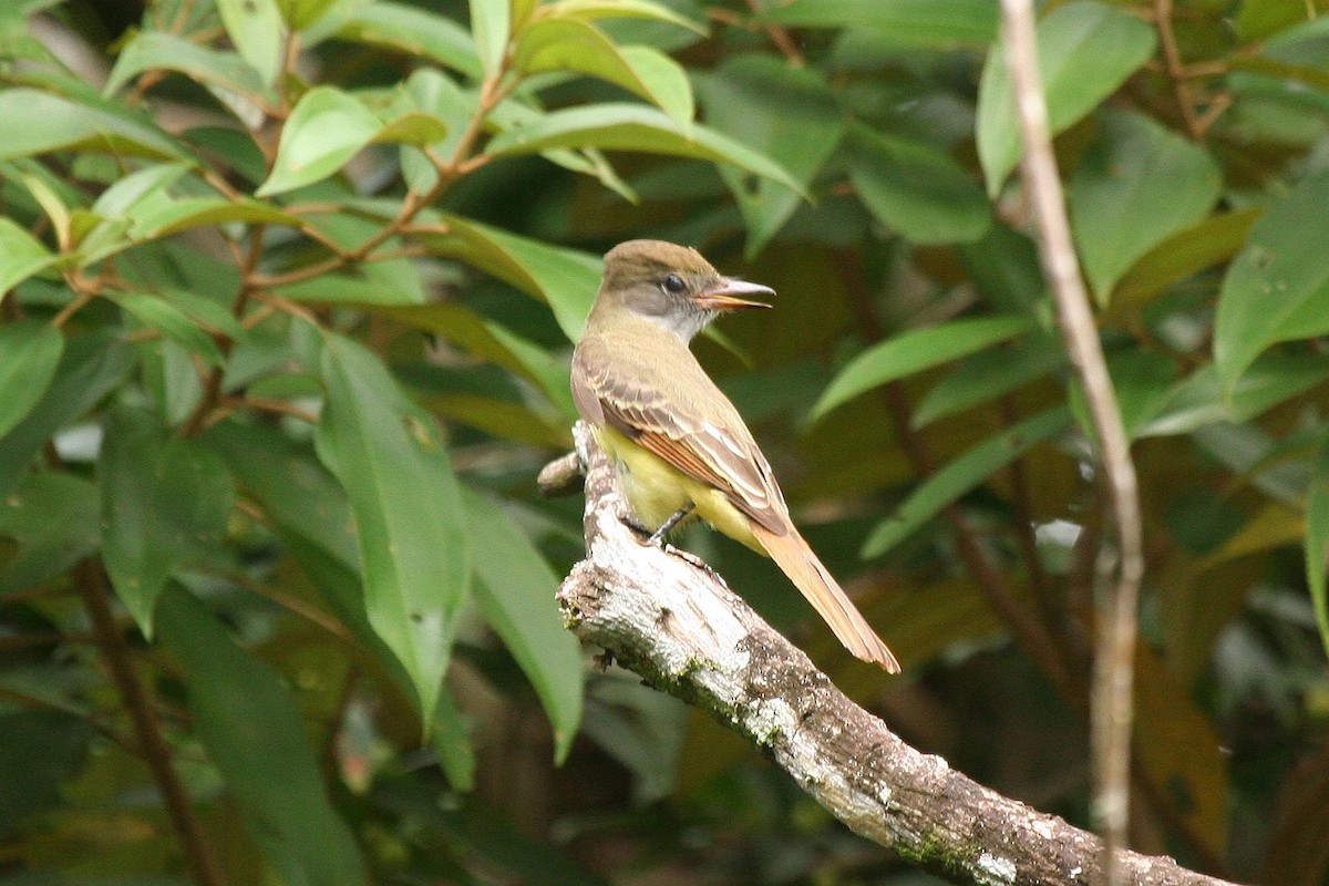 Great Crested Flycatcher - ML70660141