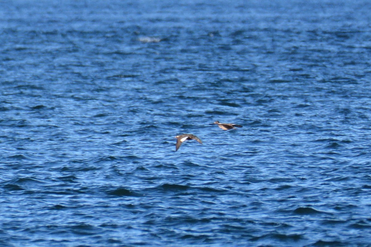 White-winged Scoter - Will Brooks