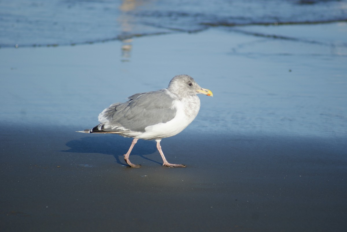 Western x Glaucous-winged Gull (hybrid) - ML70662091