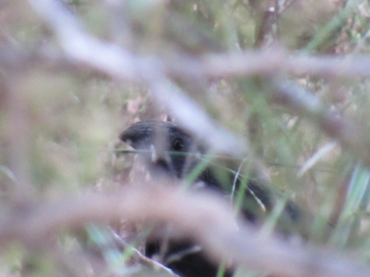 Groove-billed Ani - ML70662691