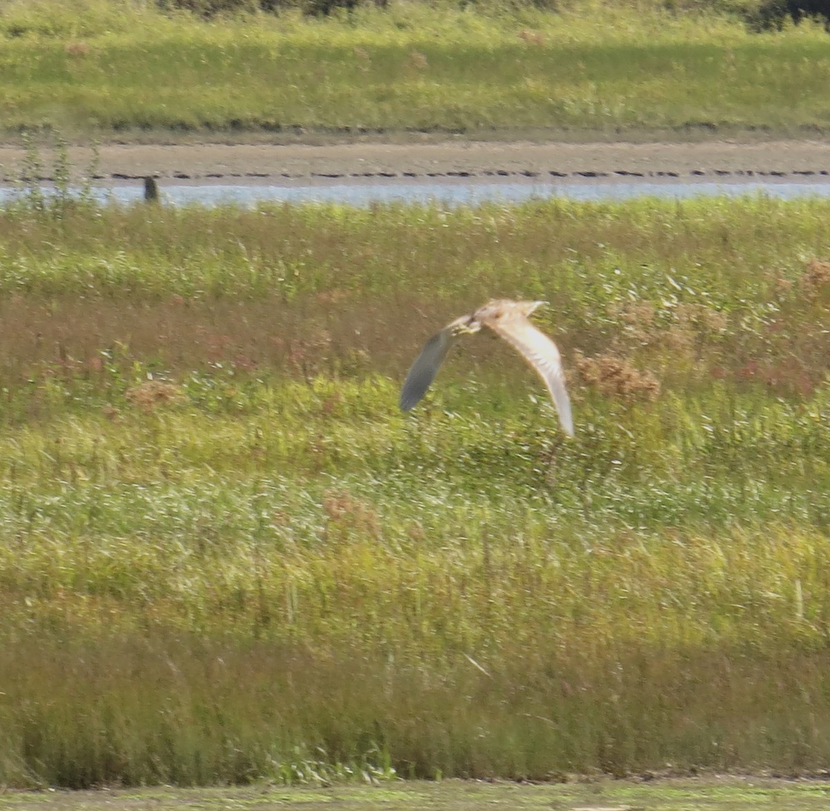 American Bittern - ML70664271