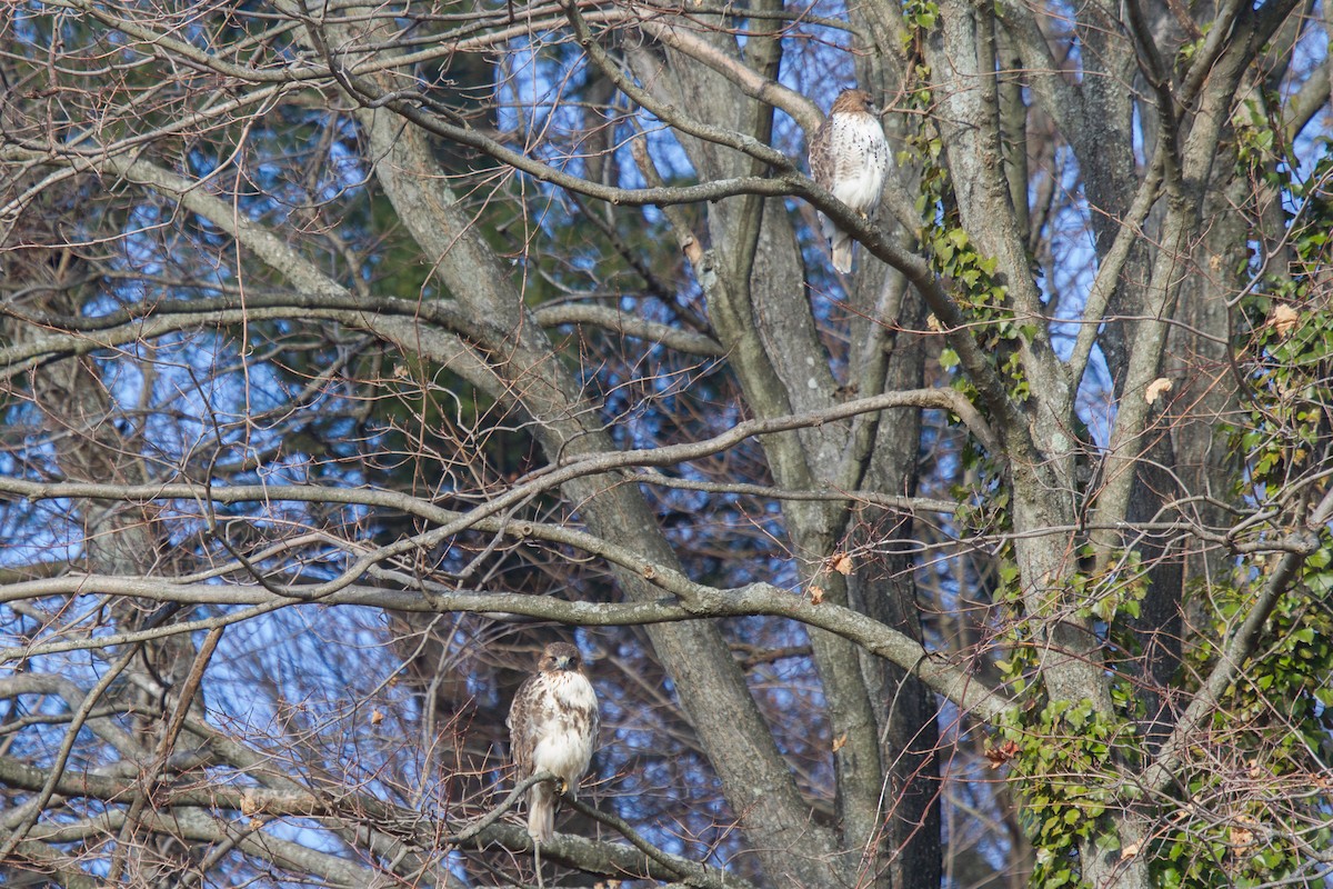 Red-tailed Hawk - ML70664741