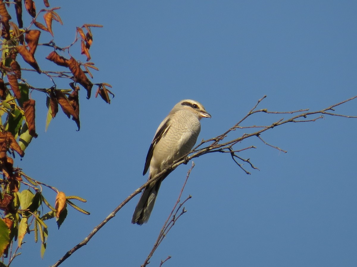 Northern Shrike - ML70664971