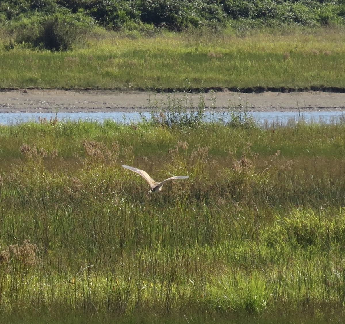 American Bittern - ML70665231