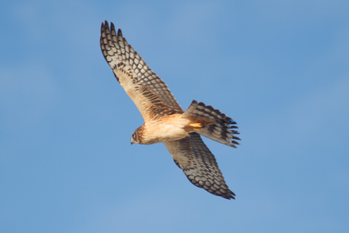 Northern Harrier - ML70665461