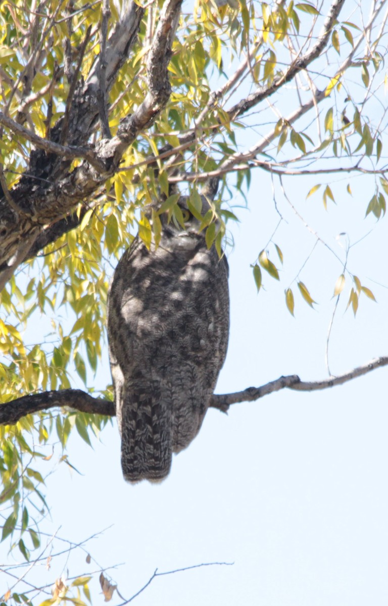 Great Horned Owl - ML70665551