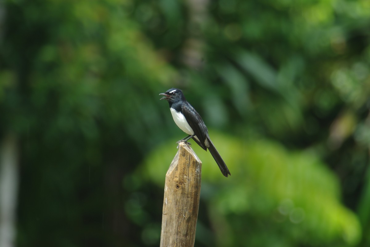 Willie-wagtail - ML70665721