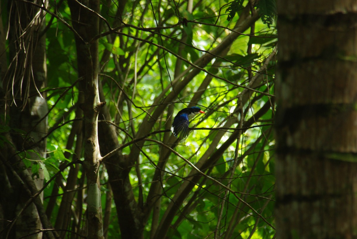 Common Paradise-Kingfisher - ML70665821