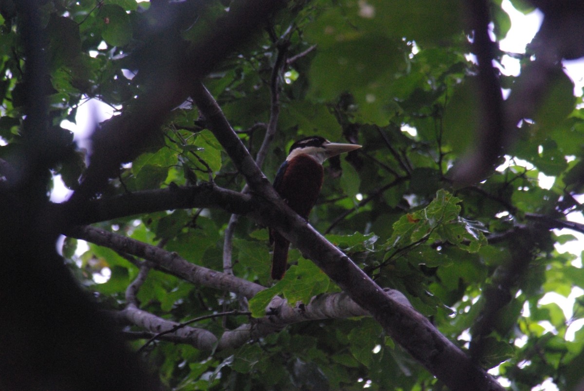 Rufous-bellied Kookaburra - ML70666691