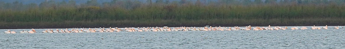 American White Pelican - Charles Lyon