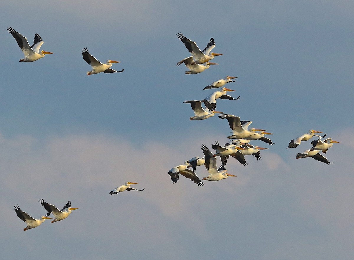 American White Pelican - ML70669501