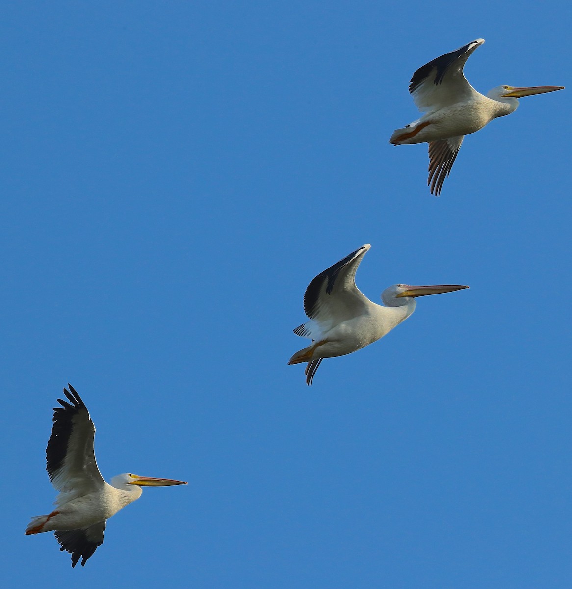 American White Pelican - ML70669521