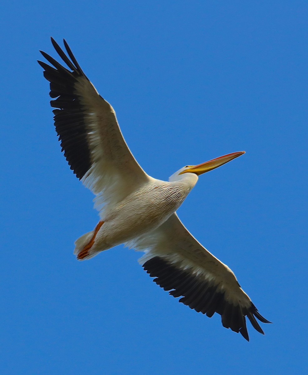 American White Pelican - ML70669531