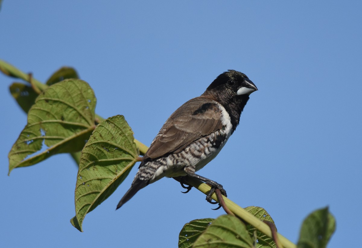 Bronze Mannikin - Daniele Mitchell