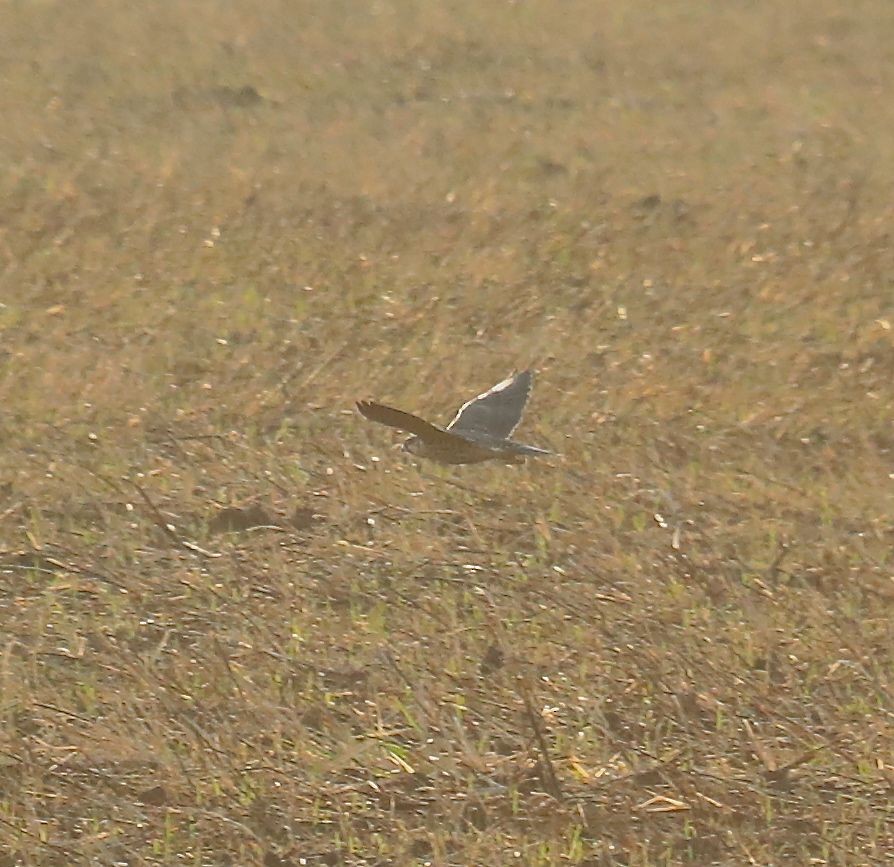 Peregrine Falcon - Charles Lyon