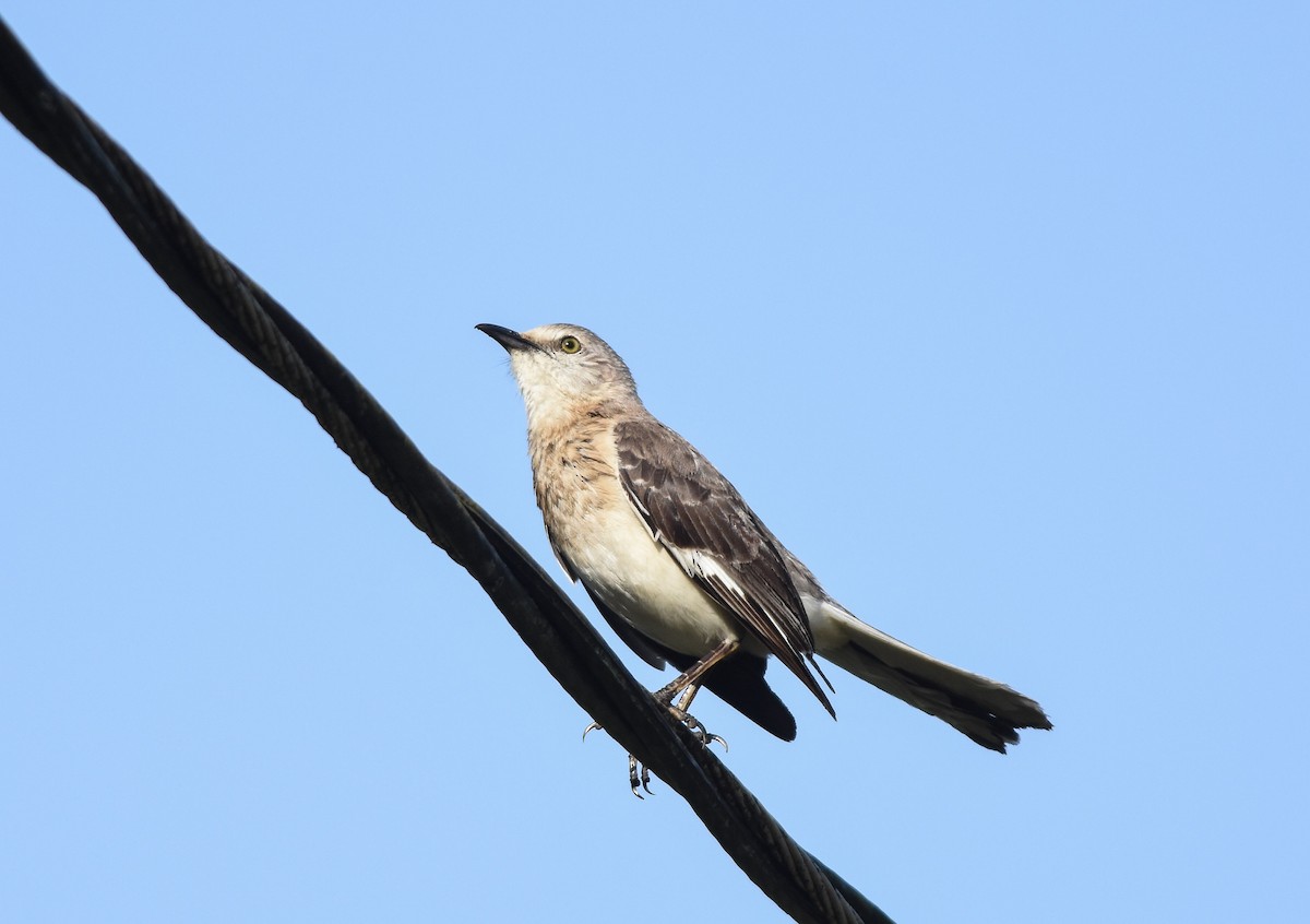 Northern Mockingbird - ML70672051