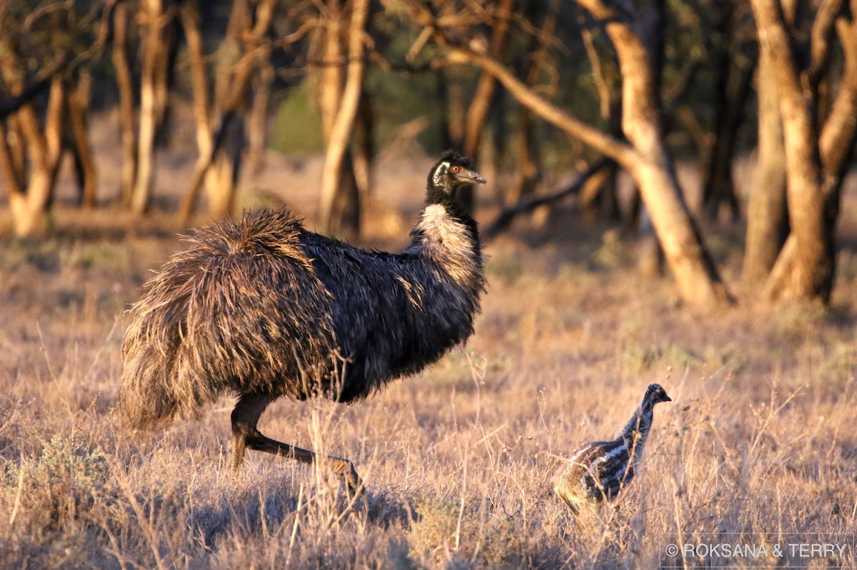 emu hnědý - ML70673741